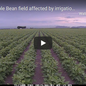 A screen capture from a time-lapse video of dry edible beans without irigation