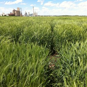 Triticale cover crop