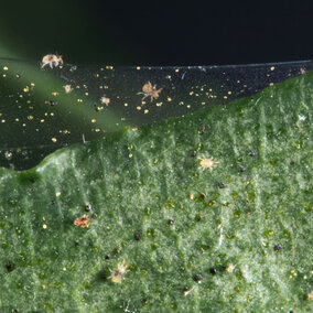 Twospotted spider mites on leaf