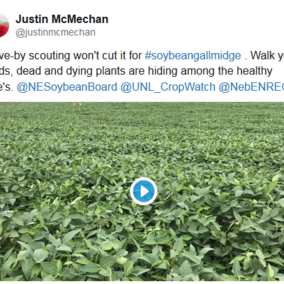 Tweet from Justin McMechan on scouting for soybean gall midge