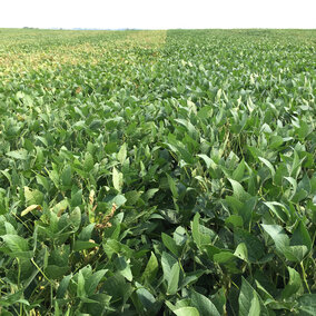 Figure 1. Various soybean varieties exhibit differences in Sudden Death Syndrome foliar symptoms. (Photo by Nathan Mueller)