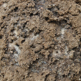 Violet root rot, a rhizoctonia crocorum fungus, in soil