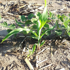 Volunteer corn in soybean