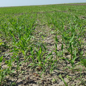 Volunteer corn in a soybean field