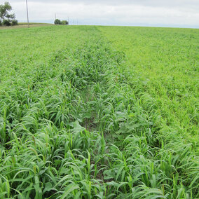 Figure 1. A mixture of warm- and cool-season cover crops. (Aaron Hird, NRCS)