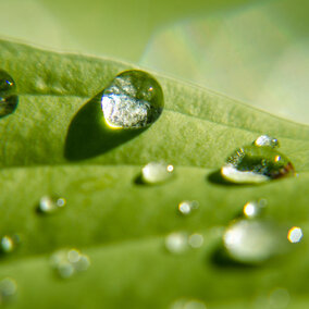 Water droplets