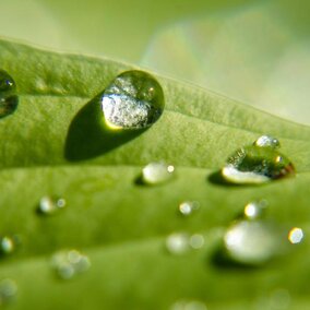 water droplets on a leaf