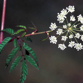 Water hemlock plant