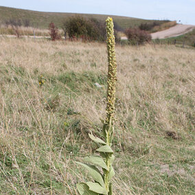 Common mullein