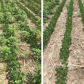 Photo comparison of 2 flelds with and without residual herbicide