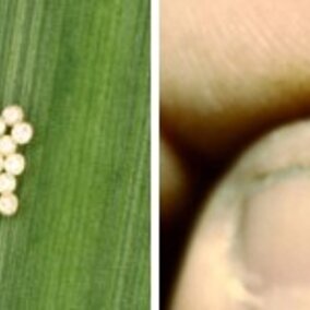 Western bean cutworm eggs and larva