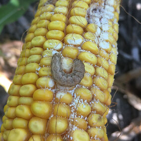 Western bean cutworm larvae on an ear of corn