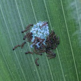 western bean cutworm eggs and larvae