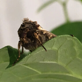 Western bean cutworm moth