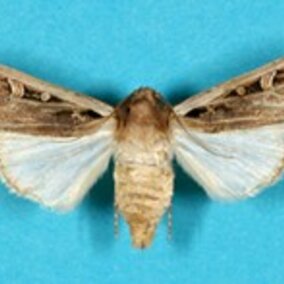 Western bean cutworm moth