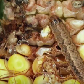 Western bean cutworm damaging an ear of corn