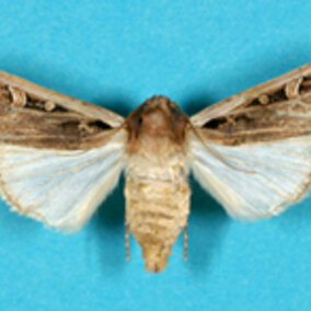 western bean cutworm