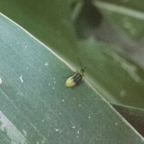 Western corn rootworm beetle feeding on a leaf of corn