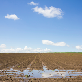 Saturated crop field with standing water and tire tracks