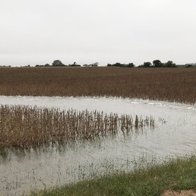 After recent rains, water stands in the border of this Filmore County soybean field. While wet conditions across much of the state will complicate harvest, taking steps to avoid compaction can reduce the challenges for future crops. (Photo by Brandy VanDeWalle)