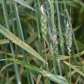 Figure 1. Leaf rust, powdery mildew, and a fungal leaf spot all present in a single plot at UNLâs Havelock Research Farm near Lincoln on June 6 (Photo by Stephen Wegulo)