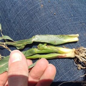 A March 14 noon-hour webinar will explore the issue of wheat stem maggot damaging corn planted directly into rye or wheat cover crops.