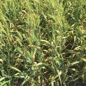 2018 wheat with bacterial leaf streak