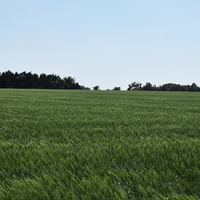 Wheat field