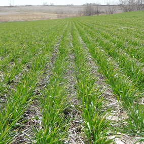 Winter wheat field in mid April