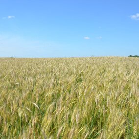 Field of wheat with severe fusarium head blight