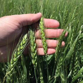 Wheat in an eastern Nebraska variety trial earlier this year. (Photo by Nathan Mueller)