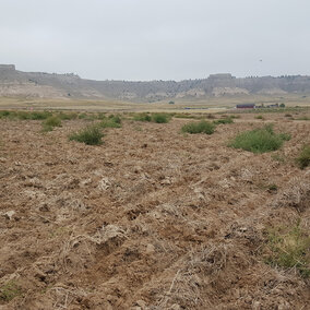 Russian thistle in wheat stubble.