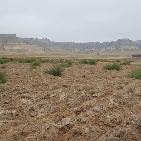 Uncontrolled Russian thistle in seeded winter wheat field.