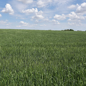 Wheat field in Saline County at heading