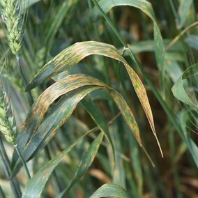 Bacterial leaf streak in wheat