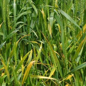 Barley yellow dwarf disease in wheat