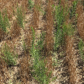 Winter wheat stubble without a herbicide treatment in the growing crop.