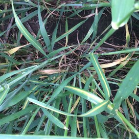 Wheat exhibiting yellow streak of cephalosoprium leaf stripe