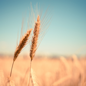 Golden wheat field