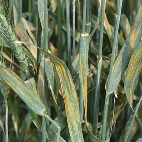 wheat showing signs of disease