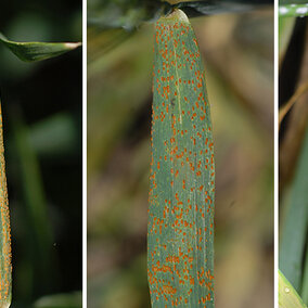 (L-R) Wheat leaves with stripe rust, leaf rust, and powdery mildew