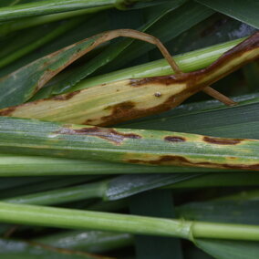 Septoria tritici blotch in wheat