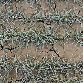 Frost-covered winter wheat seedlings in cracked soil during late winter dormancy.
