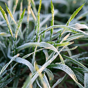 Close-up of young wheat plants covered in frost, showing ice crystals along the leaf edges after a cold fall morning.