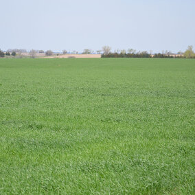 A typical wheat field in Nebraska early in the growing season.