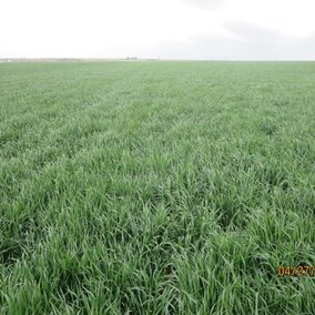 Field of wheat near McCook April 27, 2017.