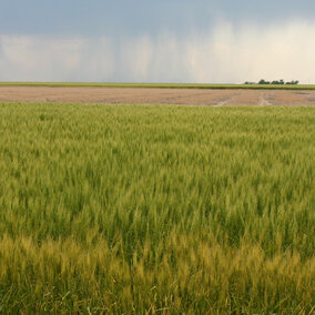 It usually takes five to 10 years of research and testing before a new wheat variety is released for production. (Photo by David Ostdiek)