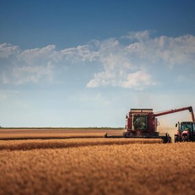 sheet field being harvested