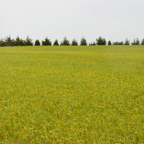 Wheat field with stripe rust