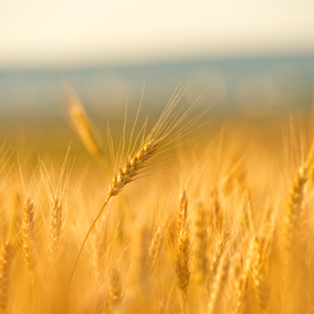 Wheat field